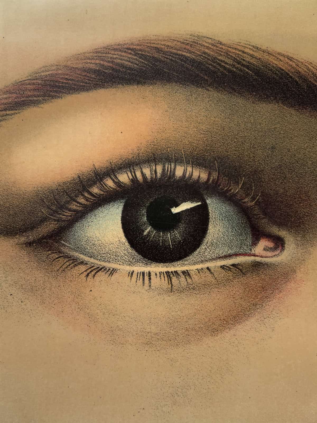 john derian picture book