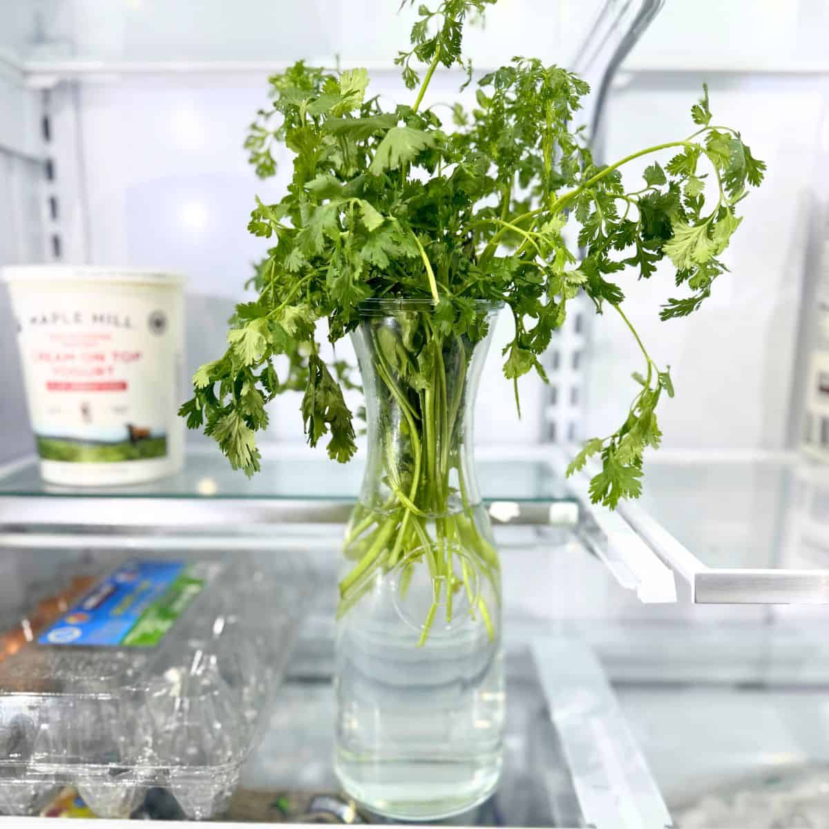 fresh whole cilantro refrigerated in water